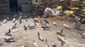 Мраморные Широкохвостые голуби Сефера город Дербент рес Дагестан тел 89288714551