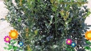 Падуб мезерва Блю Мэйд. Краткий обзор, описание характеристик ilex x meserveae Blue Maid