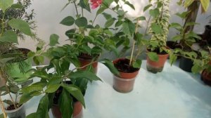 ‼Почему не цветёт Бугенвиллея?⁉️🌺🌸🌺