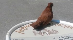 Необычные цвета голубей