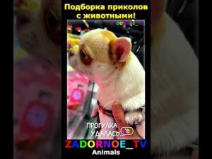 Подборка приколов про животных №142