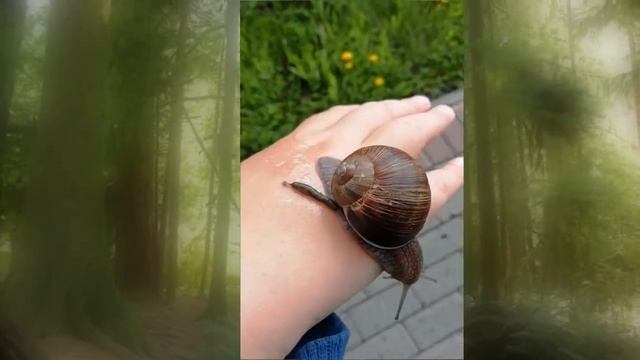 МЫ нашли УЛИТКУ. смотреть онлайн