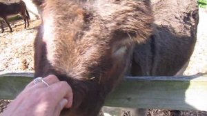 The Donkey Sanctuary Ireland.  Knockardbane, Mallow, Co. Cork, Ireland