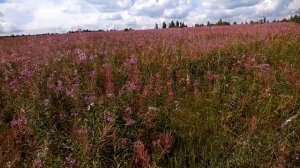 Заготовка ИВАН ЧАЯ, КОПОРСКИЙ ЧАЙ Часть 1