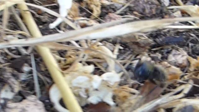 Camponotus Vagus patrouille sur le muret au bas de l'allée смотреть онлайн