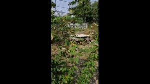 "Маракуйя Северная" у Александра. Посадка 2021года из корней.