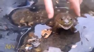 Лягушка кричит (frog screams)