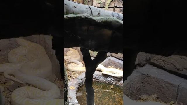 Bakı Zooloji Parkı, Akvarium (Bakı Zoopark) Baku New Zoopark