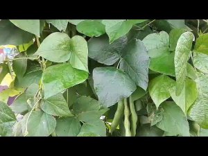 Созрела фасоль,сбор урожая