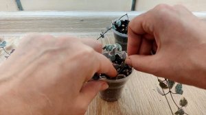 Церопегия Вуда Вариегатная. Укоренение. Результат через 2 месяца