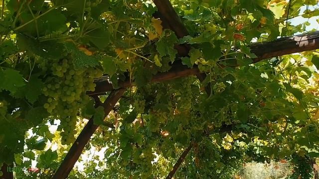 Сказочная вилла в Умбрии с бассейном и подсолнухами, виноградником, оливковыми деревьями, ресторано смотреть онлайн