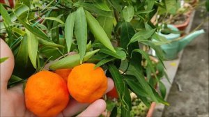 Клементин Corsica  & Rubino. Harvest 2022.  Компактні та врожайні сорти!