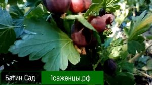 Крыжовник Кооператор