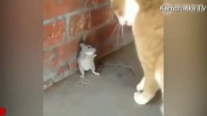 Мышь против кота # 8/Кошка против мышки 2020Драка кота и мыши просто жесть 2020