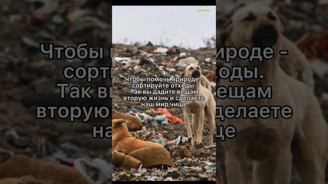 Зачем сортировать отходы?♻️ #заэкологию #чистаястрана #берегитеприроду #природа #лес #экологичность