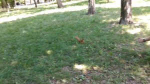 ?️ КАК КОРМИТЬ БЕЛОК С РУК В ПАРКЕ  раскрываю секреты ЭТО СМОЖЕШЬ И ТЫ!  чем и как кормить KiD Rose