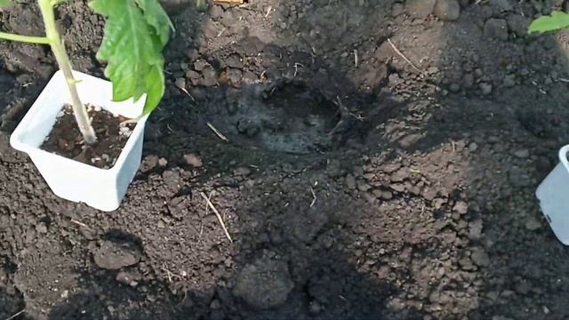 Немного о теплицы ВЫСАДКА ТОМАТОВ,КАПУСТЫ .... смотреть онлайн