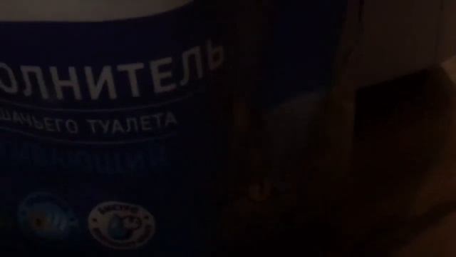 Появление котёнка, как ухаживать за котёнком в первые дни ❤️ шотландец вислоухий