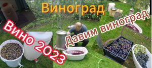 Виноград урожай 2023, давим вино!