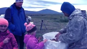 Жизнь оленей на Ямале