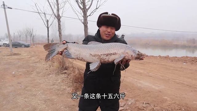 50元钓一天的农村鱼塘，今天青鱼满塘开口，老板娘的脸色都变了！