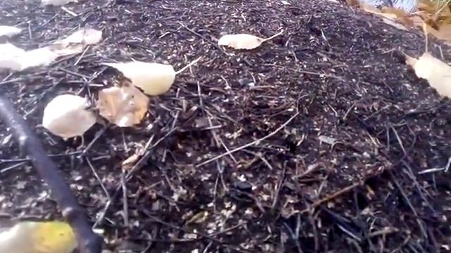 Почему муравьи не замёрзнут зимой? Огромный муравейник в осеннем берёзовом лесу смотреть онлайн