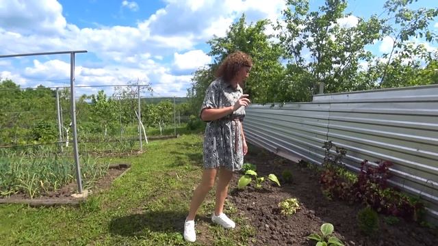 15 мая. Высадили помидоры. Позднее пробуждение инжира, новые хосты. смотреть онлайн