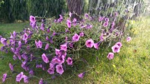 Watering the Purple Flowers - Colours