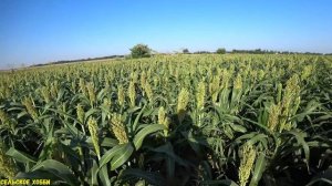 Потенциал Урожайности Сорго/Заменит ли Сорго Кукурузу/Цветение Белого Сорго (Аляска).