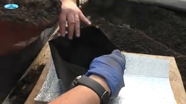 "Хитрый" способ посадки сладкого перца! Вы ещё ТАК не пробовали?!(проверено!!!) смотреть онлайн