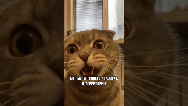 Может ли кот целовать? смотреть онлайн