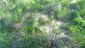 Поросль сливы и борьба с ним.Как убрать поросль сливы.Видео.