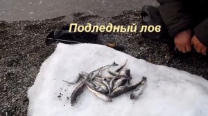 Во льдах, или от м. Шмидта до Певека  на катамаране "Негордый" (НегоЧуЯкские хроники-2018: часть 2)