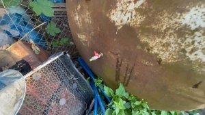 Как вырастить сомов в бочке?