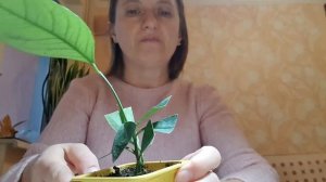 Лимон Новогрузинский ✅ Новый Лимончик на мой балкончик ?