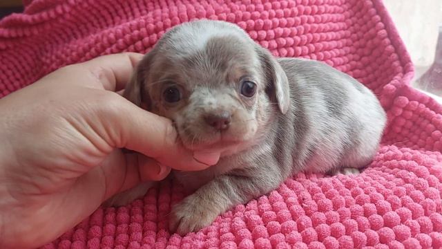 Олимпиада мрамор Мерль лиловый окрас продажа чихуахуа питомник Кастропуло доставка 89787458062 смотреть онлайн