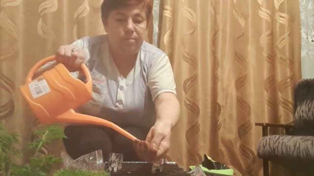 Посадка и посев цветов(2)#Агератум выращивание из семян# смотреть онлайн