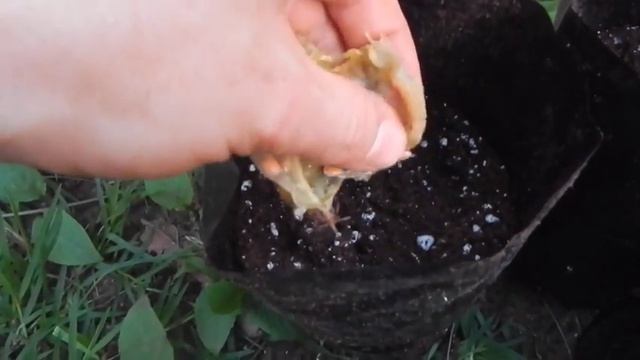 Planting Bilimbi Seeds смотреть онлайн