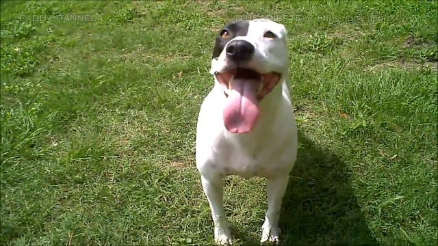 Bull Terrier vs Pitbull: ¿Cuál es el perro más fuerte y resistente en un enfrentamiento canino? смотреть онлайн