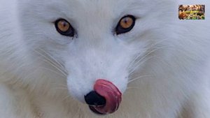 Животный мир земли. Дикие собаки. Песцы