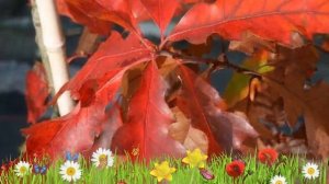 Дуб красный (quercus rubra) ? Обзор дуба : посадка и уход. крупномеры дуба : описание и особенности