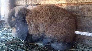 А у нас кролики!!!? Французский баран, Большое светлое серебро. Обзор клеток.