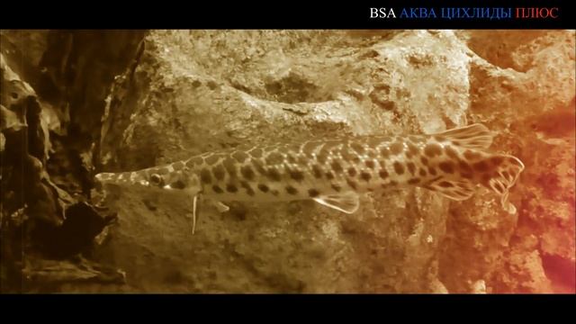 Аквариумная панцирная щука. смотреть онлайн