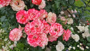 САМЫЕ ЛЮБИМЫЕ сорта роз, которые ШИКАРНО ЦВЕТУТ ВСЁ ЛЕТО. ПРЕКРАСНО растут в СРЕДНЕЙ ПОЛОСЕ РОССИИ