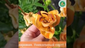 Лилия Эйприкот Фадж
