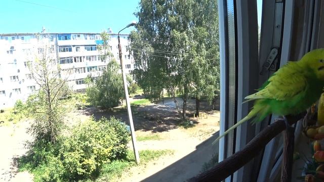 ПОЮЩИЙ ВОЛНИСТЫЙ ПОПУГАЙ▶️ ЗАВЕДЕМ ли ВТОРОГО ПОПУГАЯ? ▶️ПРО УХОД ЗА ПОПУГАЕМ▶️зеленый попугайчик T