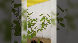 Гуайява Земляничная, или Гуава Кетли, плодоносит дома! Цена 300 гривен! Бронь в вайбер 0996782355