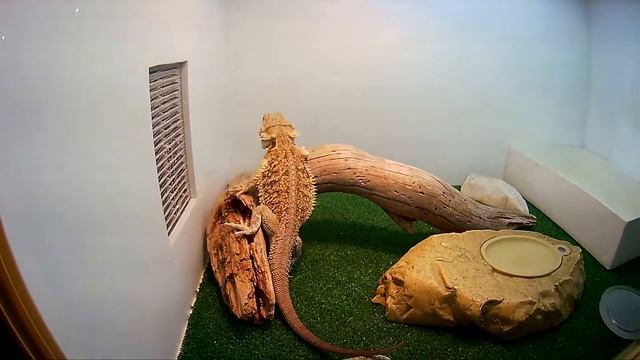 Агама бородатая. Виды рептилий смотреть онлайн