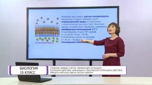 Биология. 10 класс. Строение нервных клеток. Мембранный потенциал. Потенциал действия /05.04.2021/