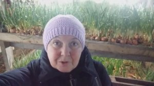 обзор зимней теплице по выгонке зелени февраль 2020 Кузбасс